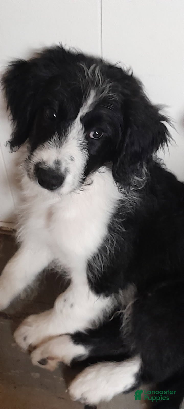 Bordoodle dogs Bordoodle Puppy 2 - Ad 1