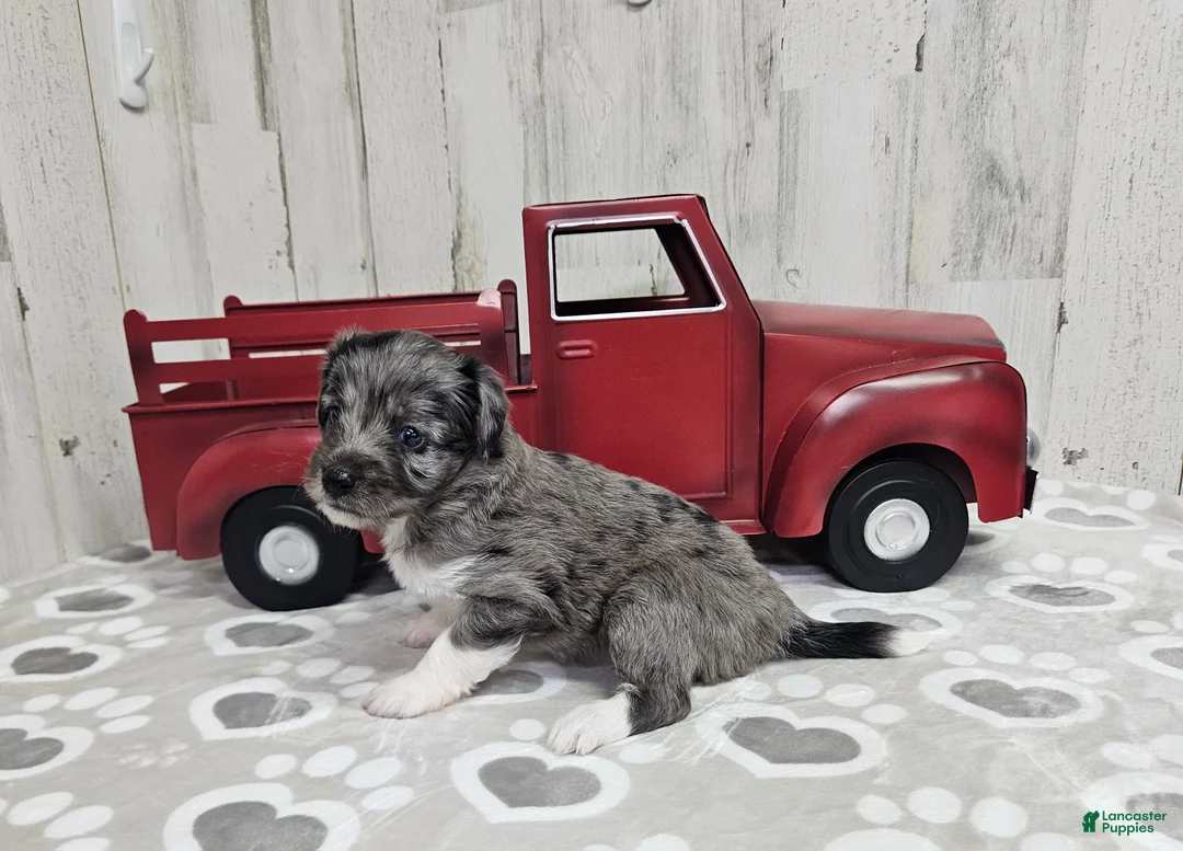 Mini Aussiedoodle dogs for sale: F1 Apple - Ad 2