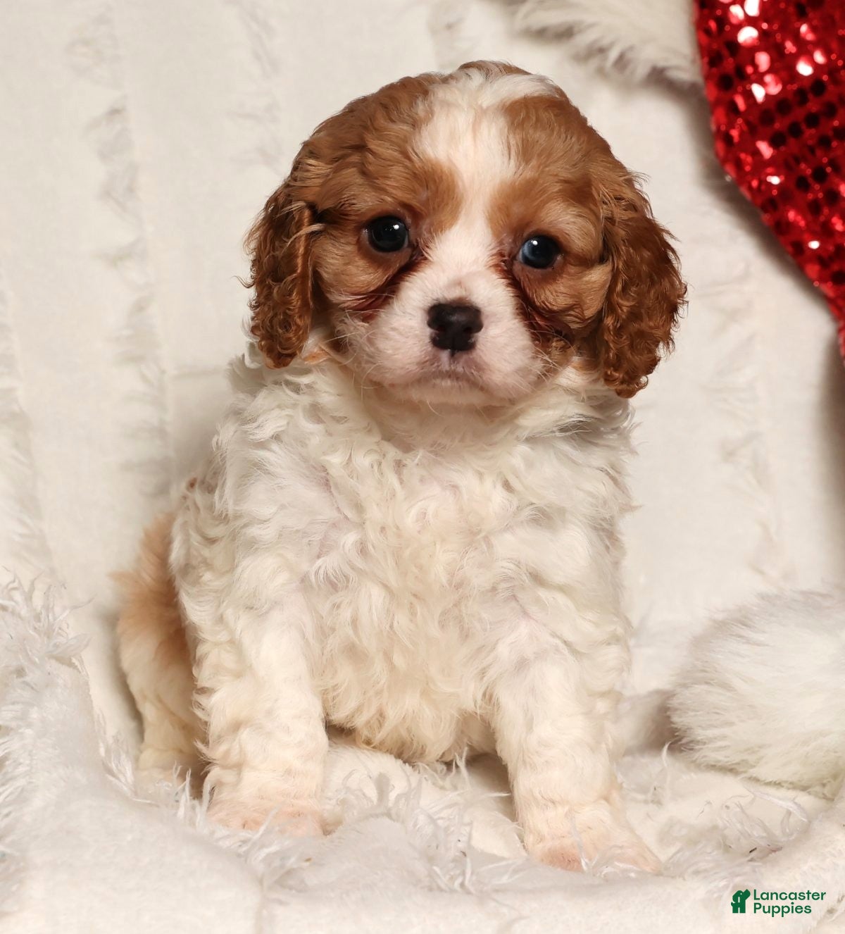 Cavapoo dogs Arthur - Ad 16