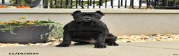 Cane Corso dogs for sale: Molly - Ad 2
