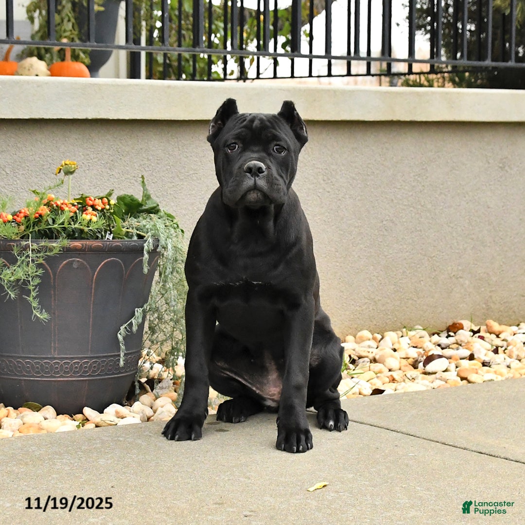 Cane Corso dogs for sale: Molly - Ad 2