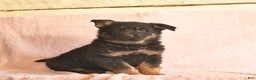 German Shepherd dogs for sale: Boots  - Ad 1