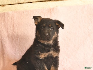 German Shepherd dogs Boots - Ad 6