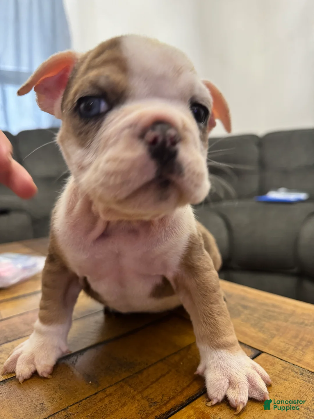 English Bulldog dogs for sale: English Bulldog Puppy 4 - Ad 4
