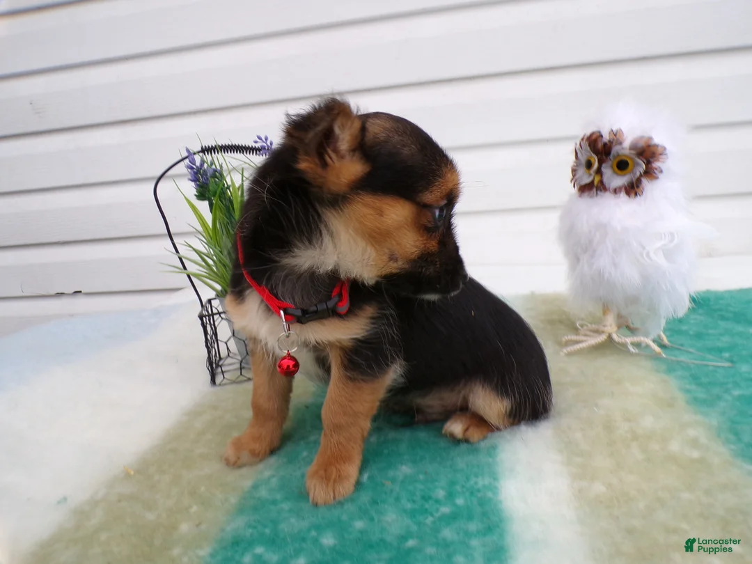 Mixed Breed dogs for sale: Mixed Breed Puppy 5 Tevela - Ad 2