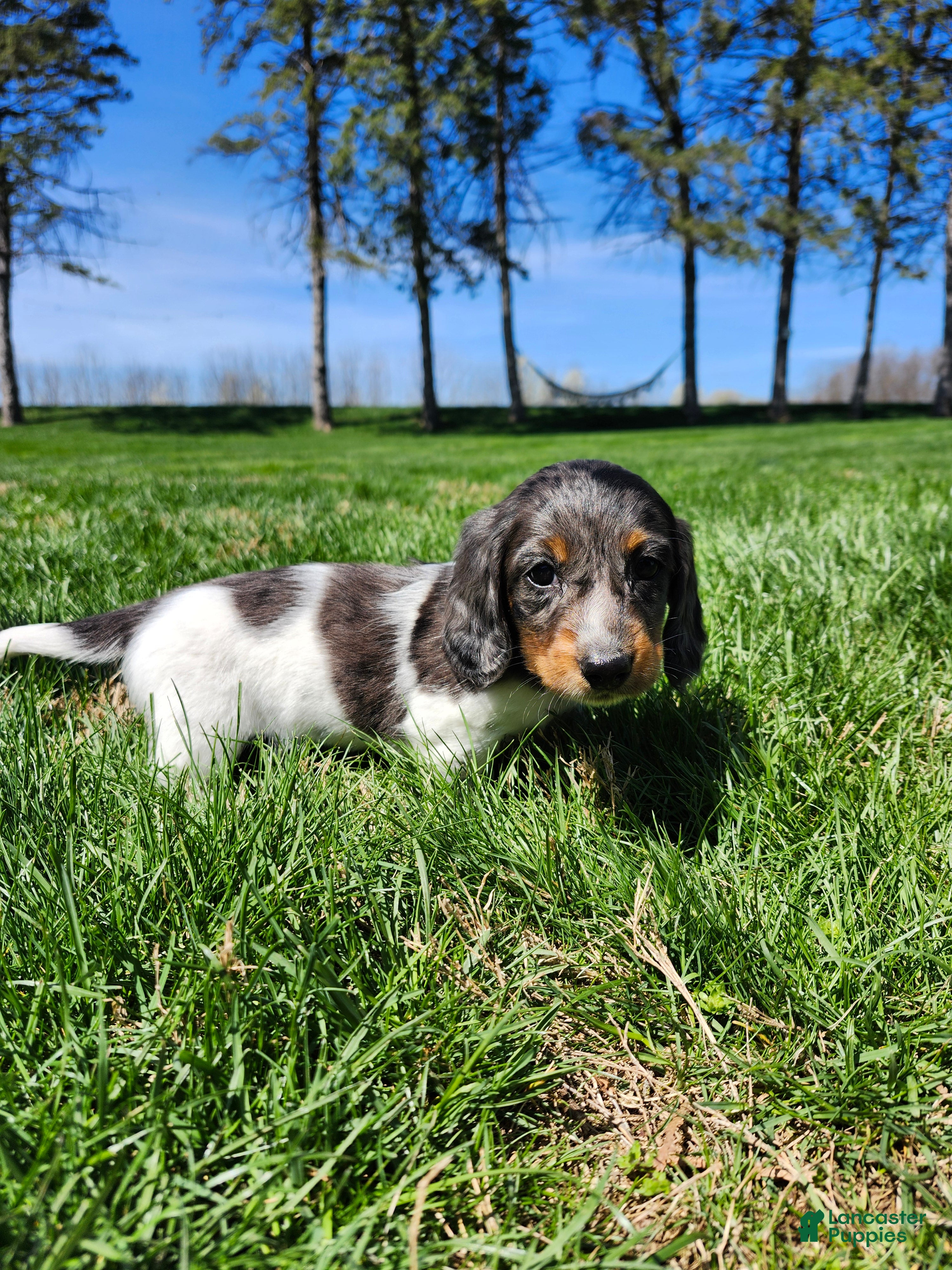 Miniature Dachshund dogs Milo - Ad 1