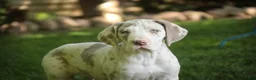 Great Dane dogs for sale: Santiago - Ad 4