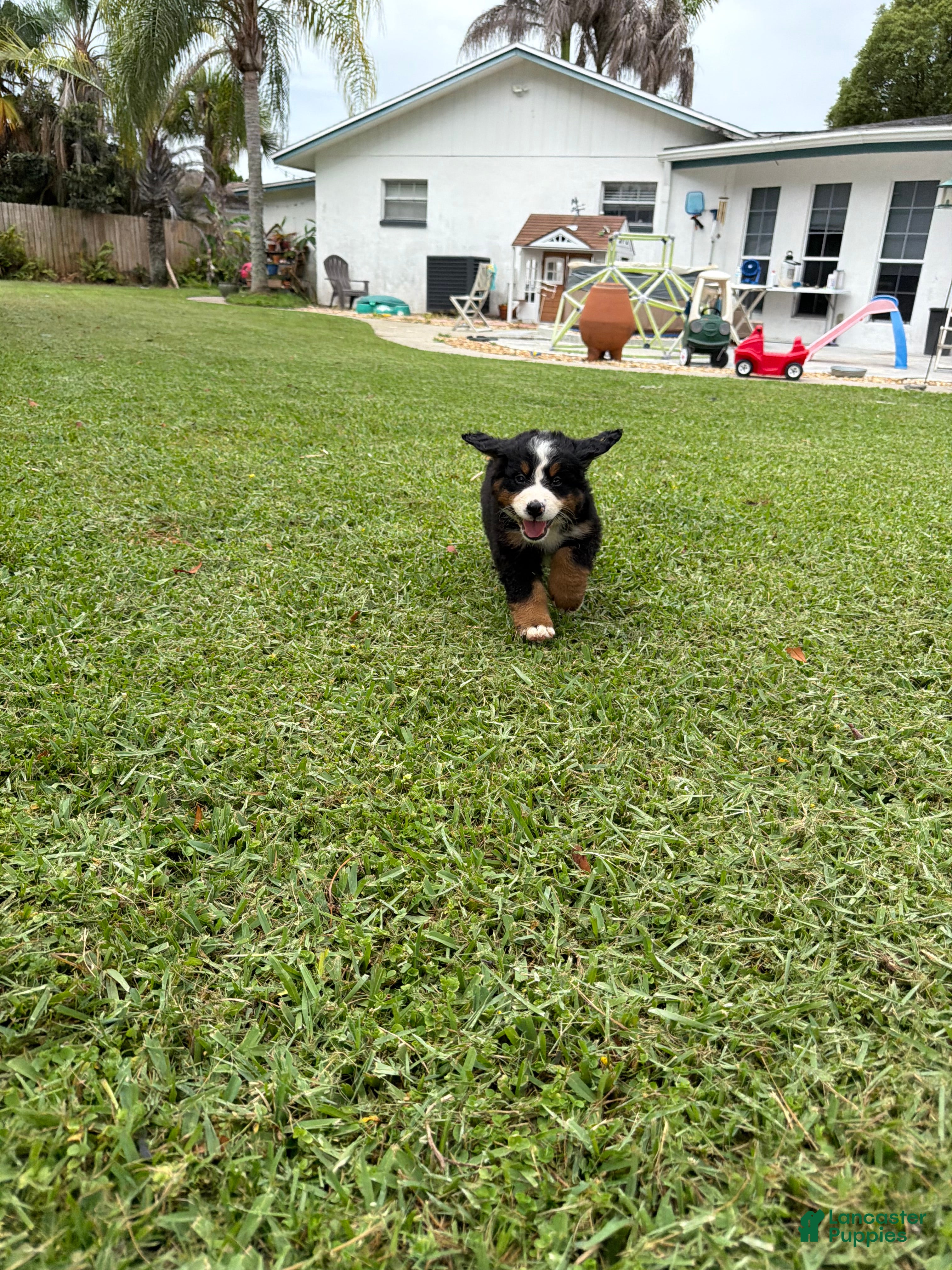 Bernese Mountain Dog dogs Bernese Mountain Dog 3 - Ad 1