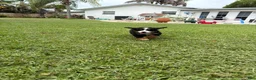 Bernese Mountain Dog dogs for sale: Bernese Mountain Dog 3 - Ad 1