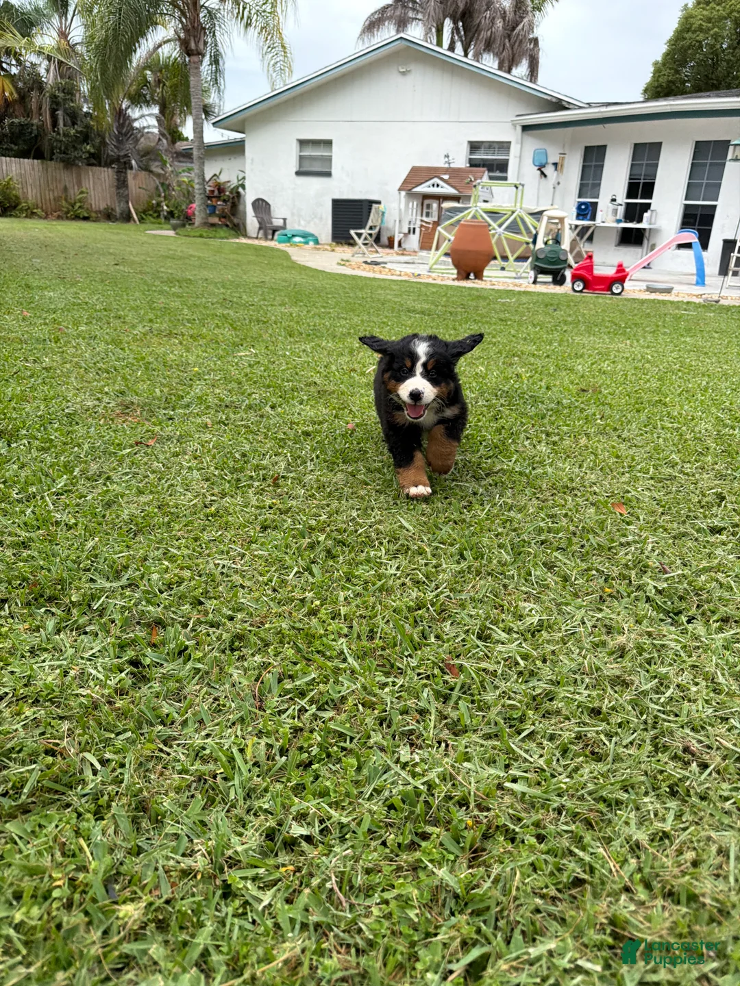 Bernese Mountain Dog dogs for sale: Bernese Mountain Dog 3 - Ad 1
