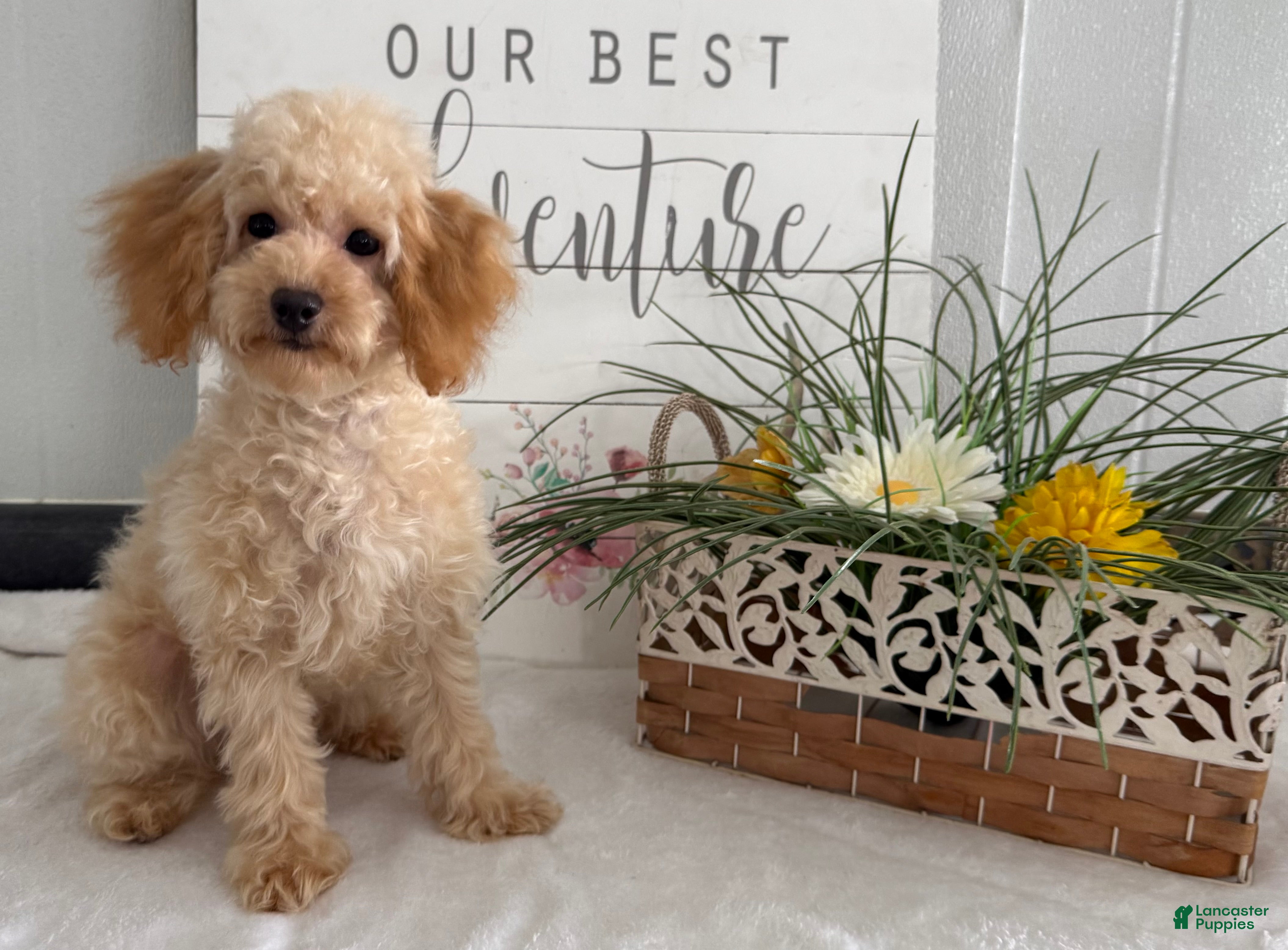Toy Poodle dogs Amy - Ad 12