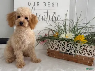 Toy Poodle dogs Amy - Ad 12