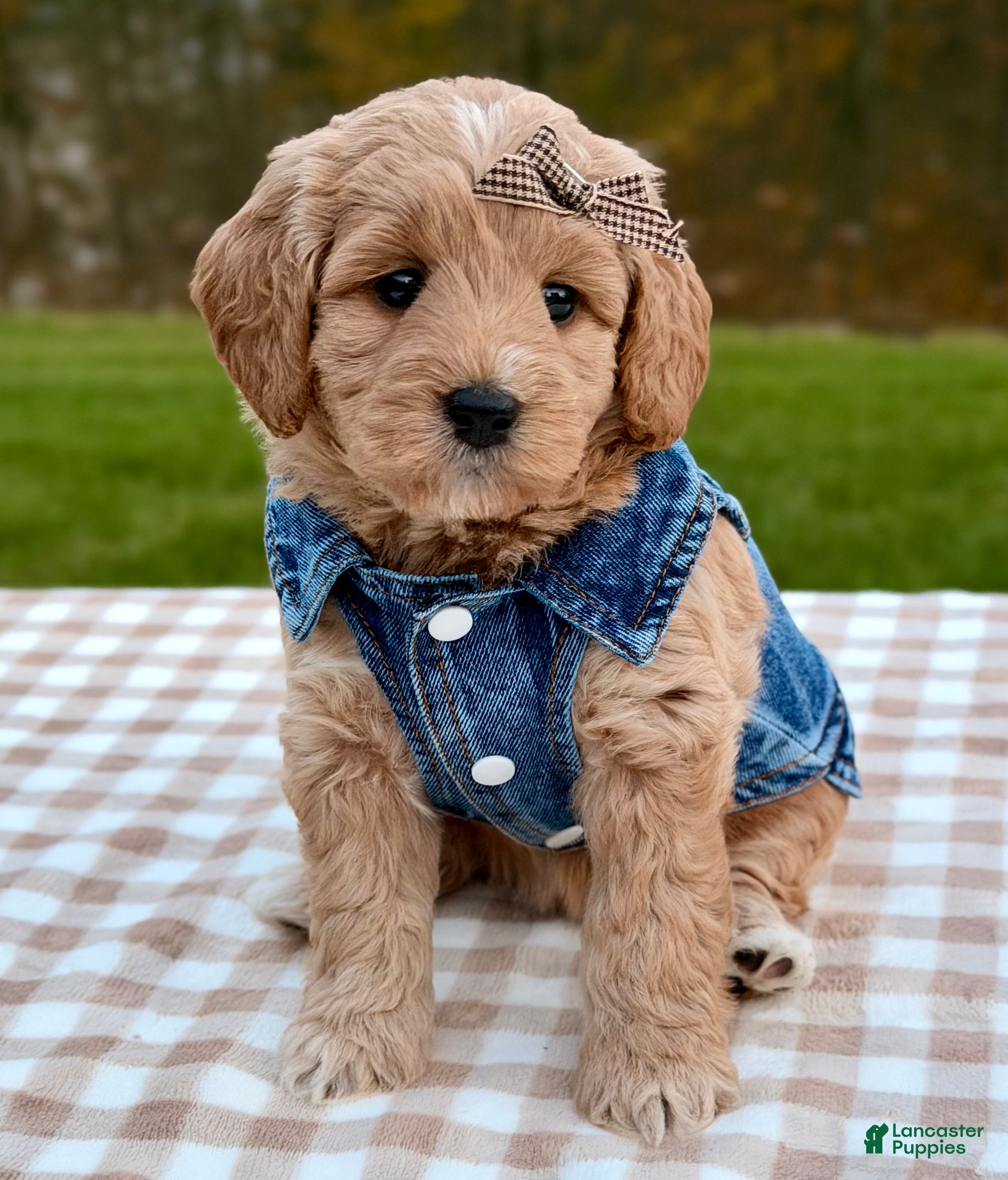Goldendoodle dogs for sale: Chai-mini  - Ad 2