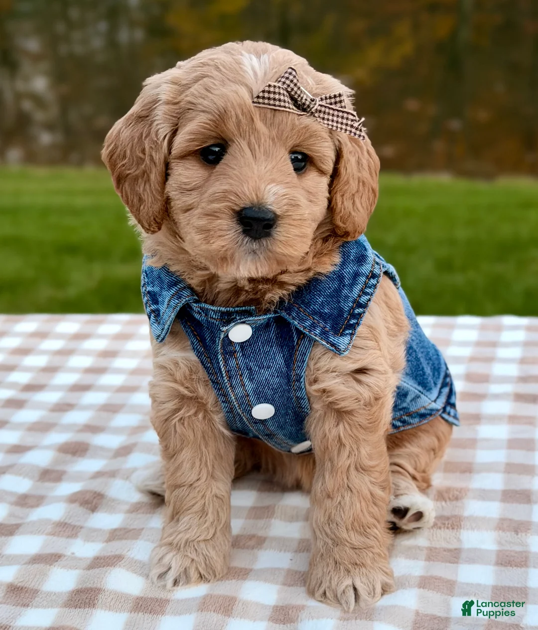 Goldendoodle dogs for sale: Chai-mini  - Ad 2