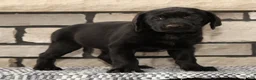 Labrador Retriever dogs for sale: Roger - Ad 7