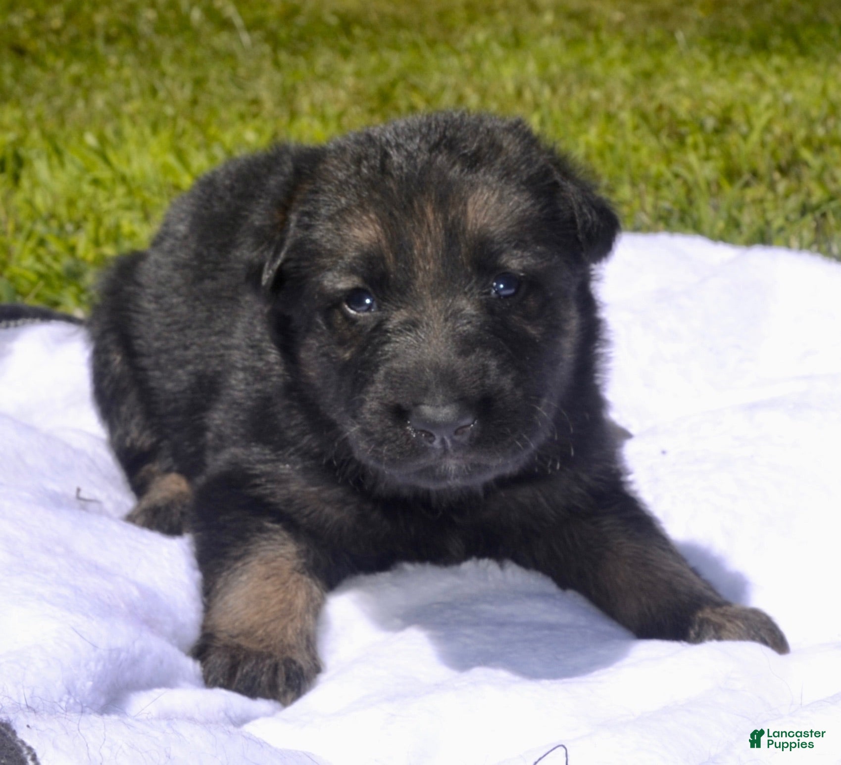 German Shepherd dogs Violet - Ad 32