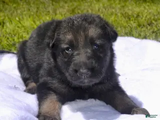 German Shepherd dogs Violet - Ad 28
