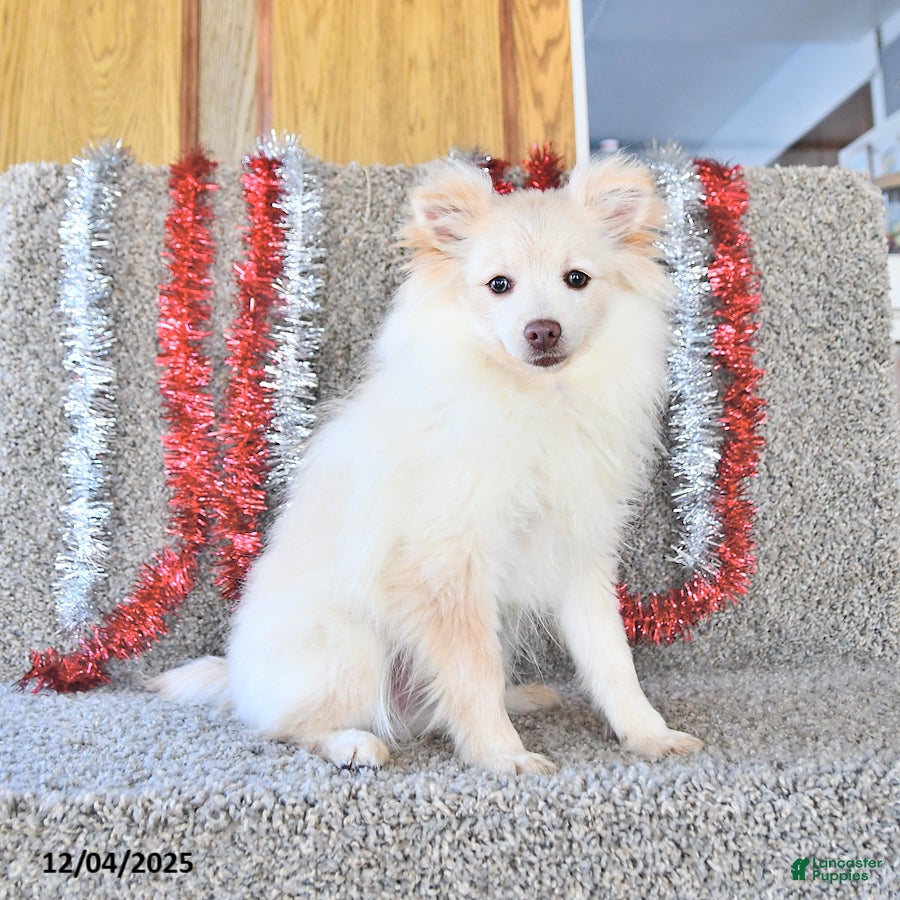 Pomeranian dogs Edison - Ad 37