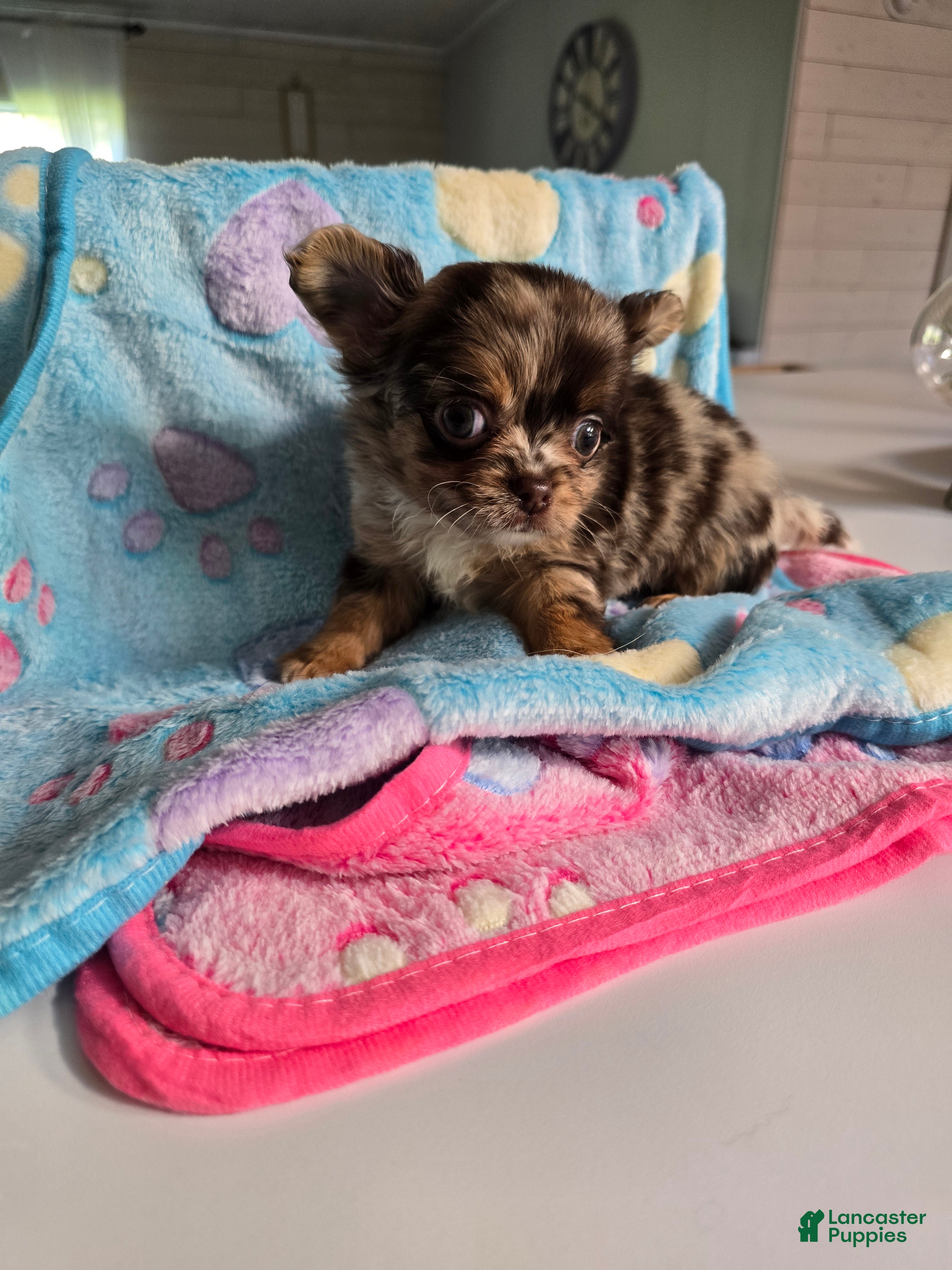 Chihuahua dogs jones - Ad 37