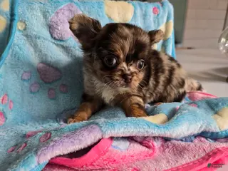 Chihuahua dogs jones - Ad 39