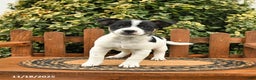 Mixed Breed dogs for sale: Tipsy - Ad 1