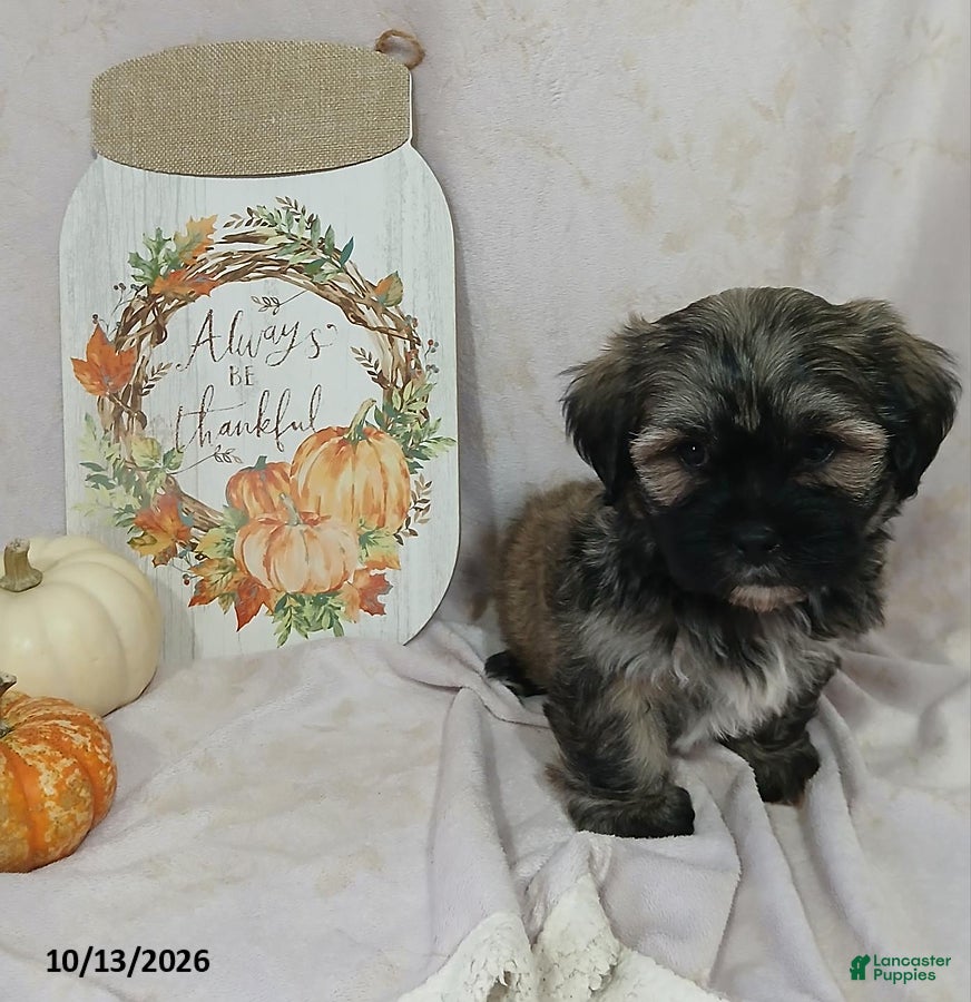 Teddy Bear dogs Lincoln - Ad 1