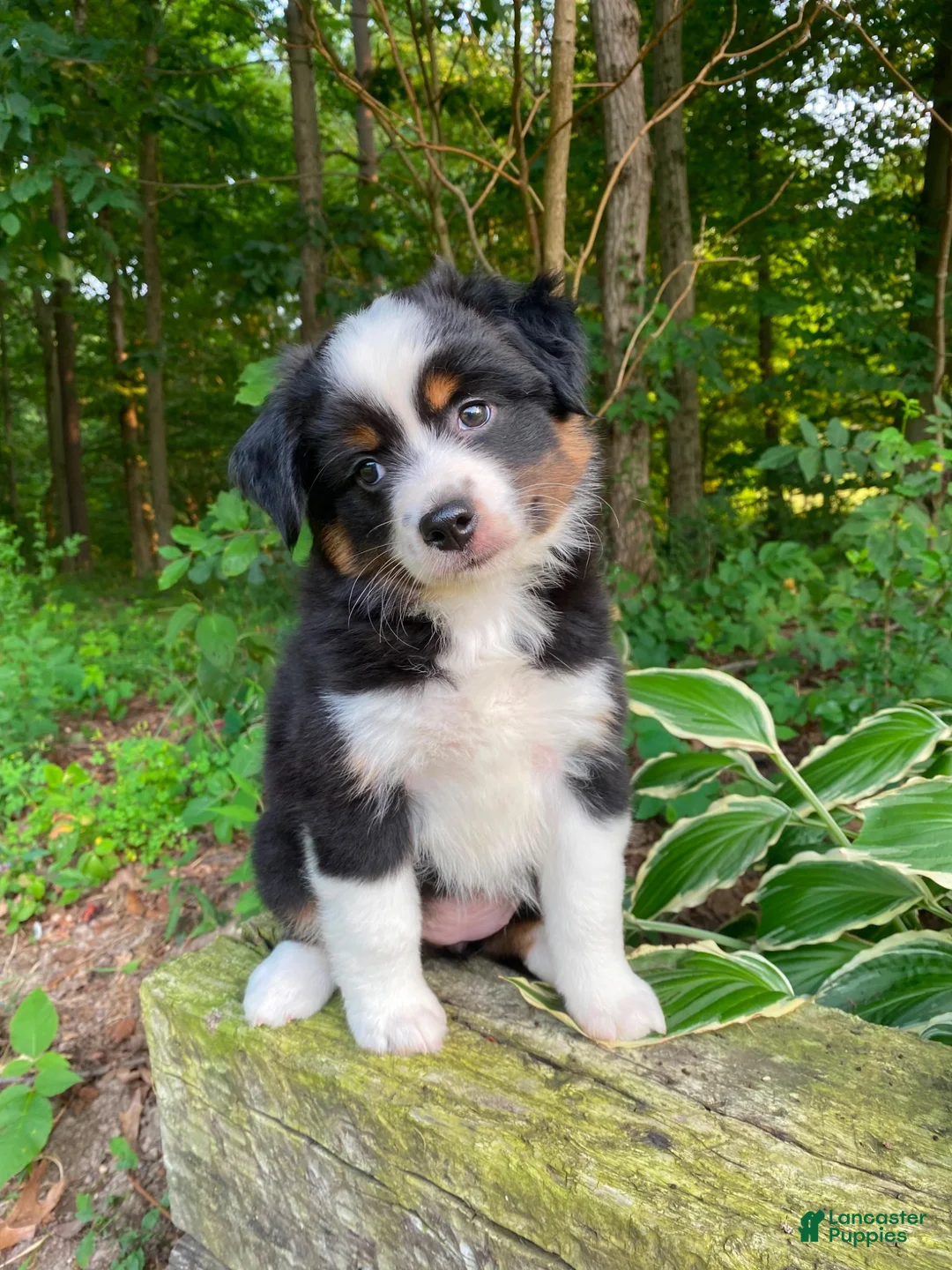 Miniature Australian Shepherd dogs for sale: Bella (Natural Tailed) - Ad 1
