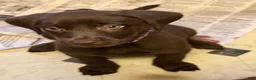 Labrador Retriever dogs for sale: Labrador Retriever yellow - Ad 2
