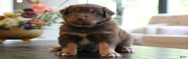 Clyde