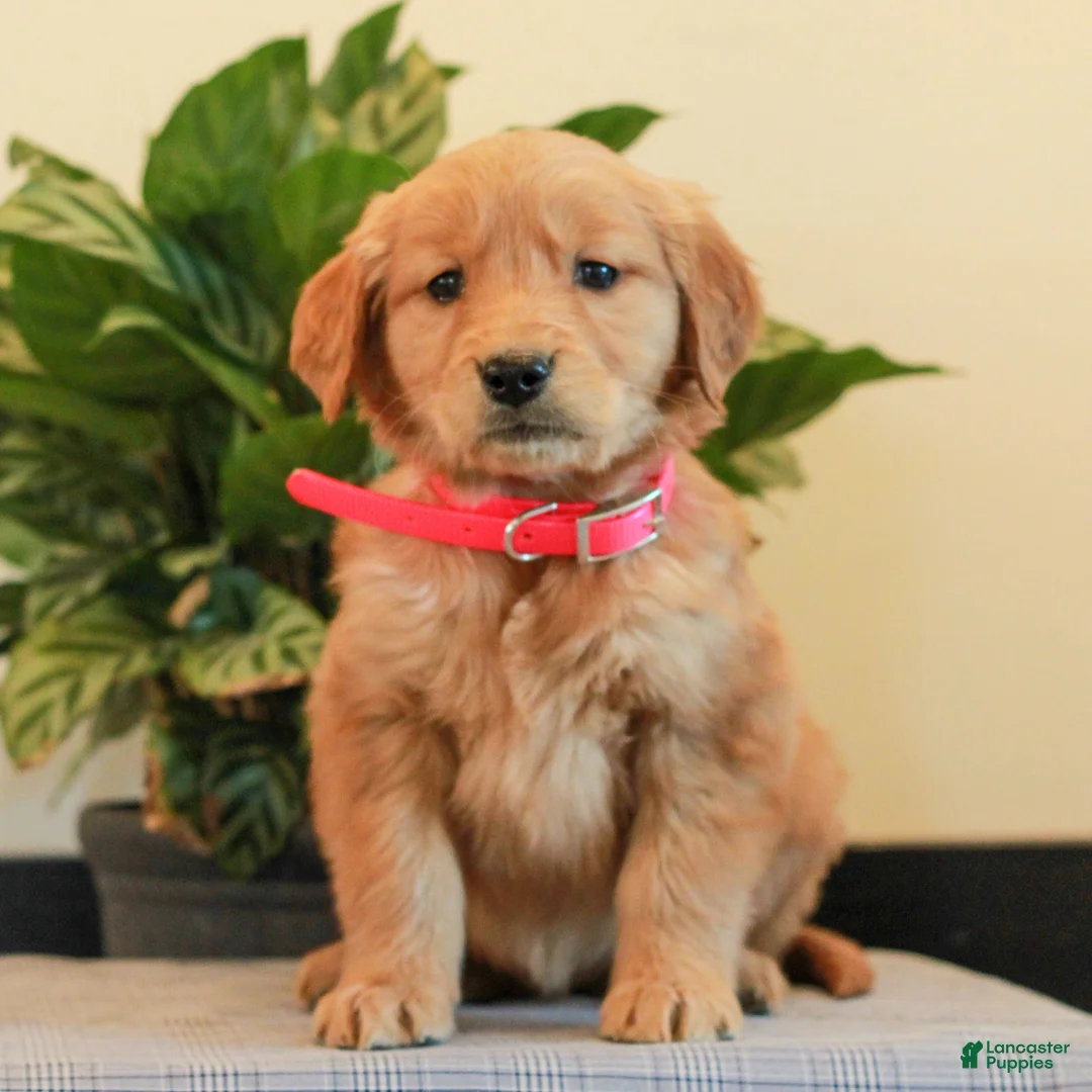 Golden Retriever dogs for sale: Joy  - Ad 2