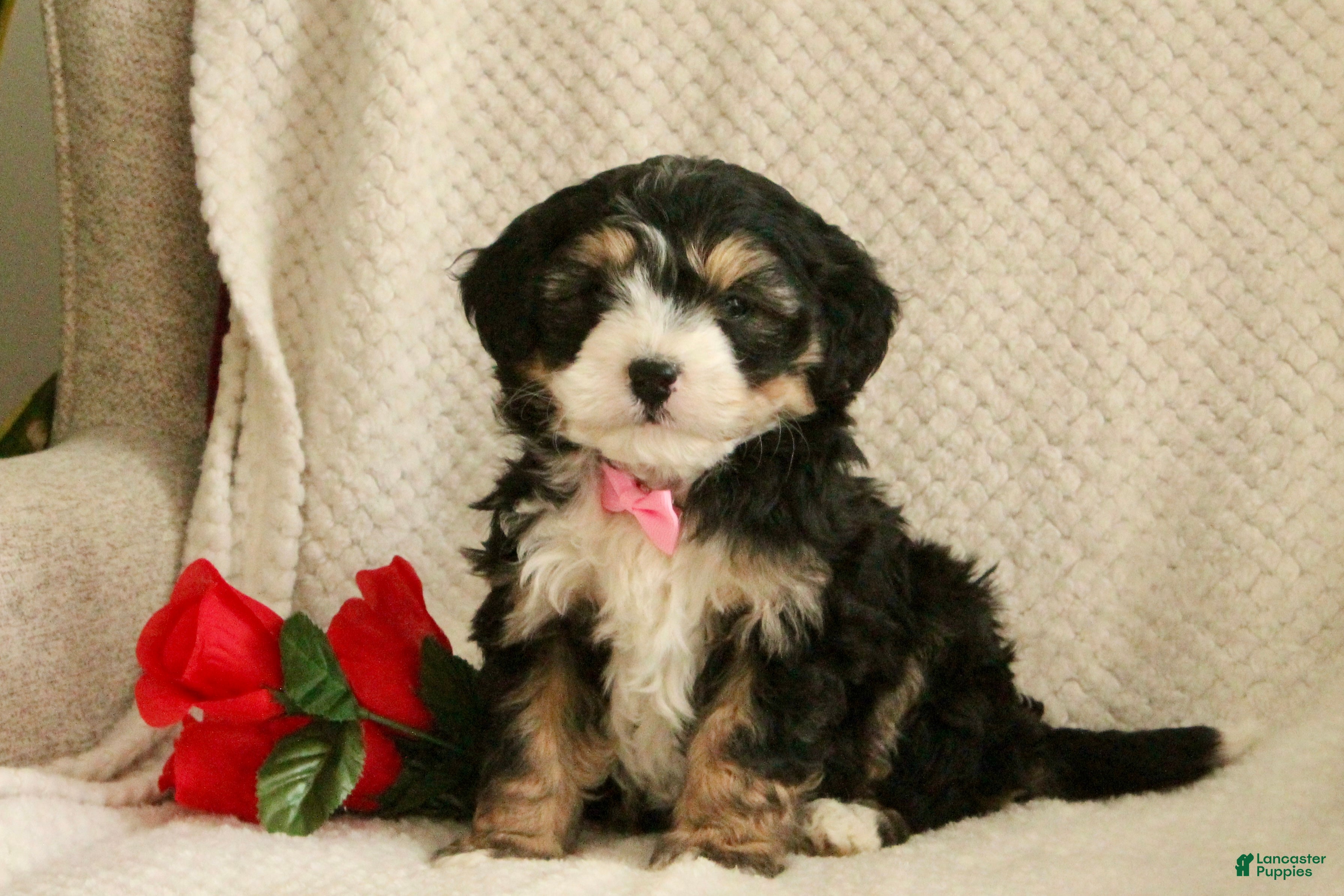 Mini Bernedoodle dogs Love-bug - Ad 39