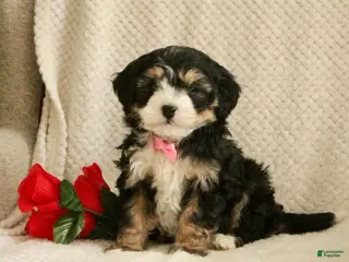 Mini Bernedoodle dogs Love-bug - Ad 39