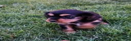Cavalier King Charles Spaniel dogs for sale: Snickers - Ad 5