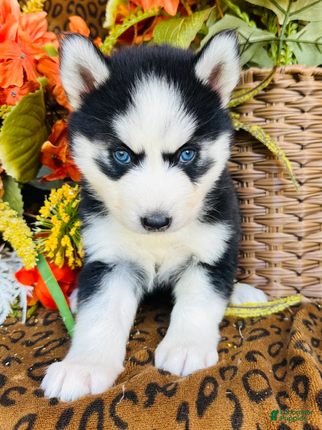 Siberian Husky dogs for sale: Sierra - Ad 1