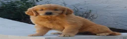 Golden Retriever dogs for sale: Brooklyn  - Ad 3