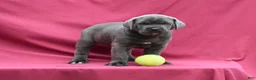 Cane Corso dogs for sale: Apollo - Ad 3