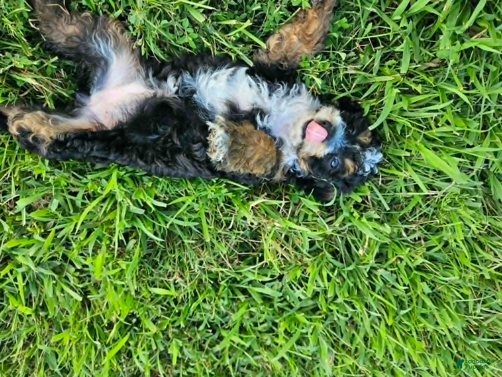 Bernedoodle dogs Delta - Ad 2