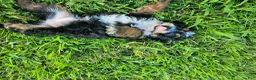 Bernedoodle dogs for sale: Delta - Ad 2