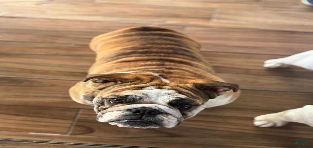 Gallery Image {{count}}