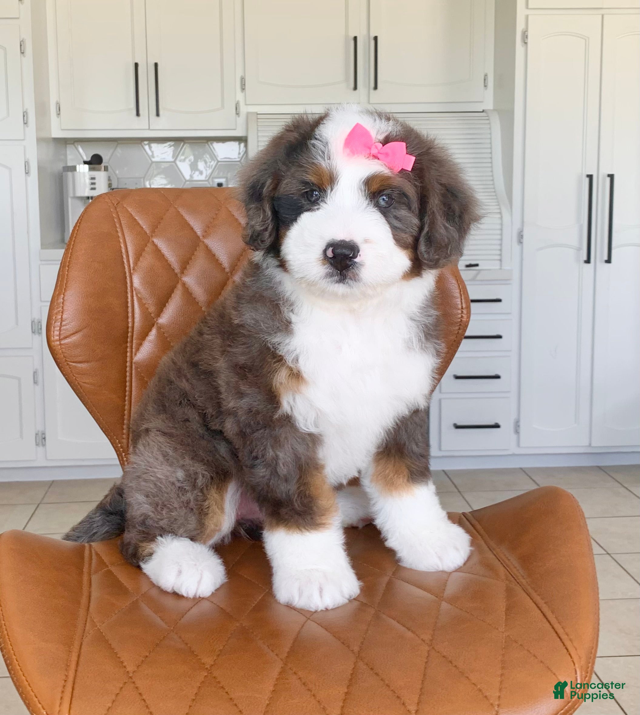 Bernedoodle dogs Clover - Ad 2