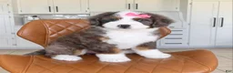 Bernedoodle dogs for sale: Clover - Ad 2