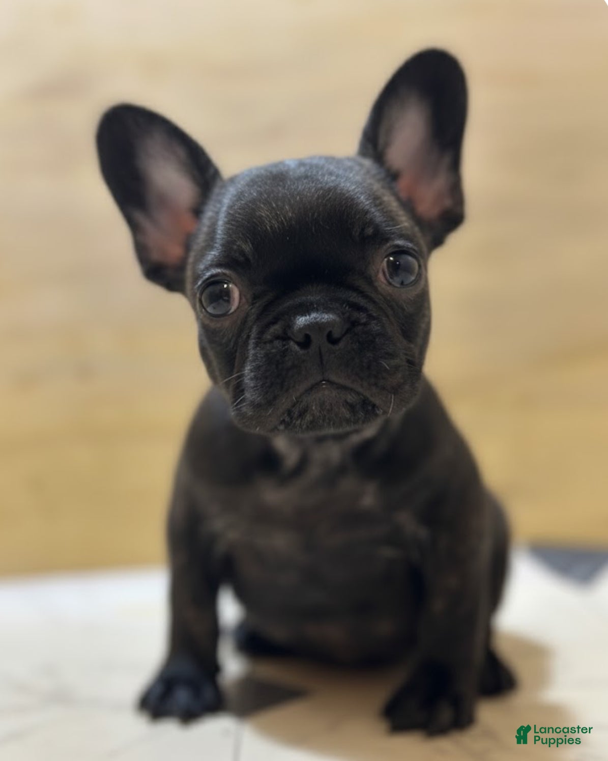 French Bulldog dogs Major - Ad 27