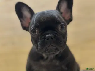 French Bulldog dogs Major - Ad 27