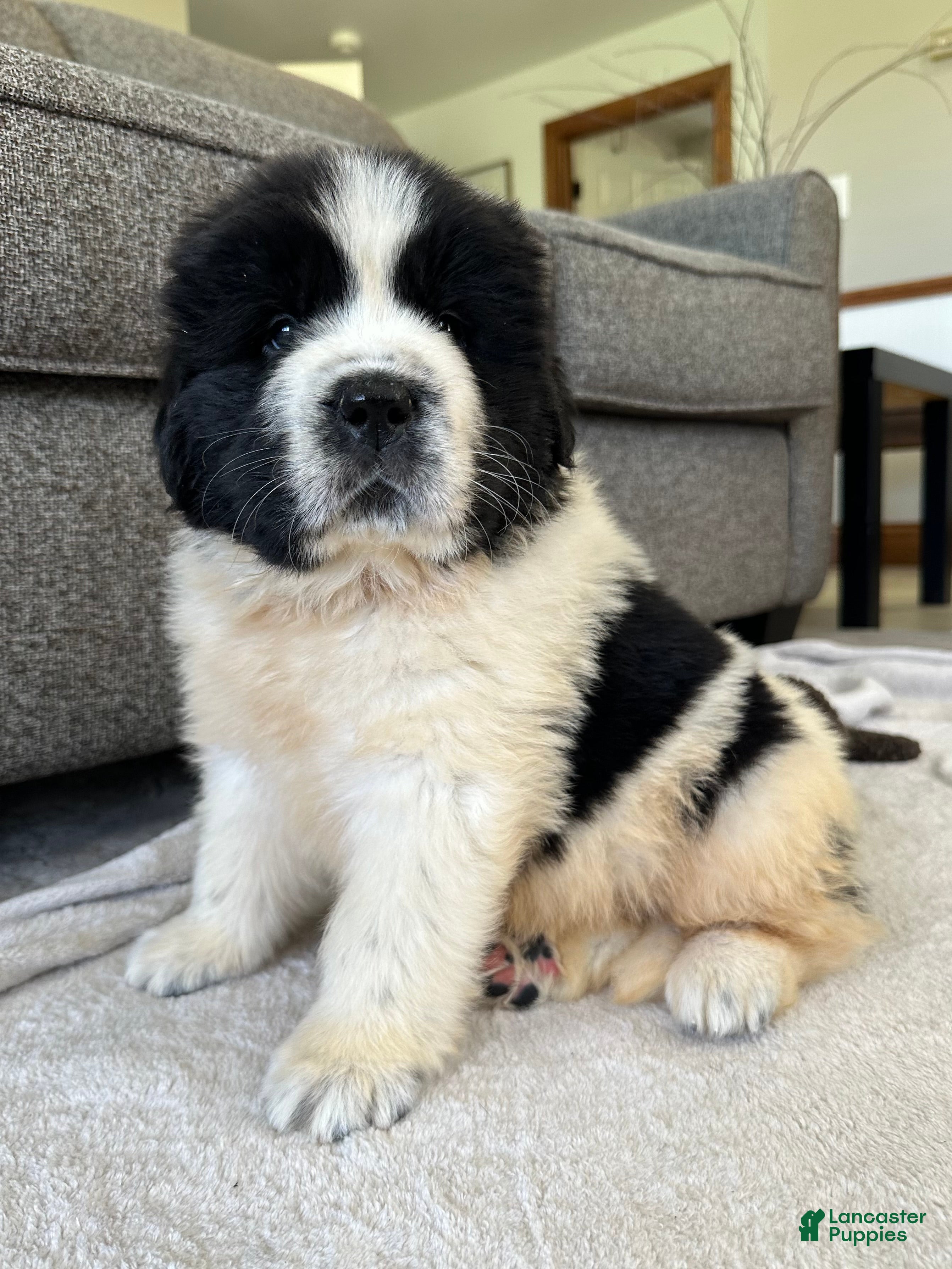 Newfoundland dogs for sale: “ Boone” OFA, CH, AKC  - Ad 2