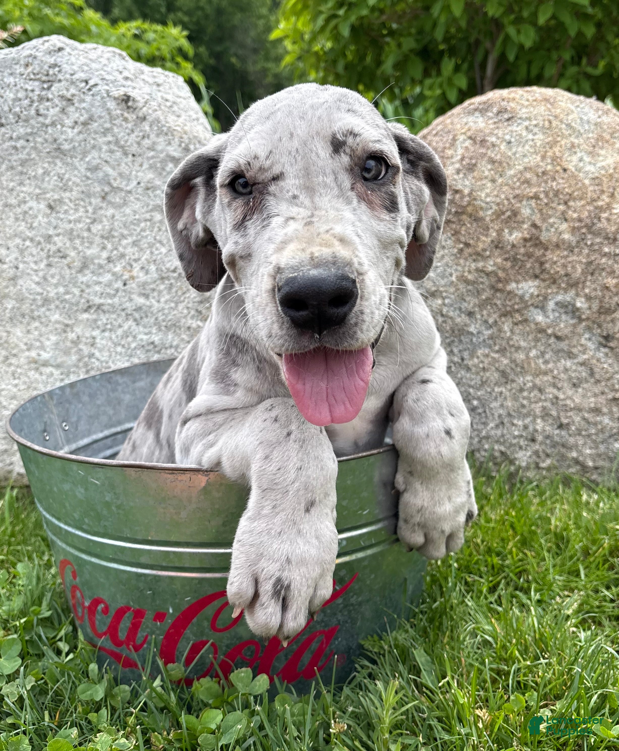 Great Dane dogs Thor - Ad 1