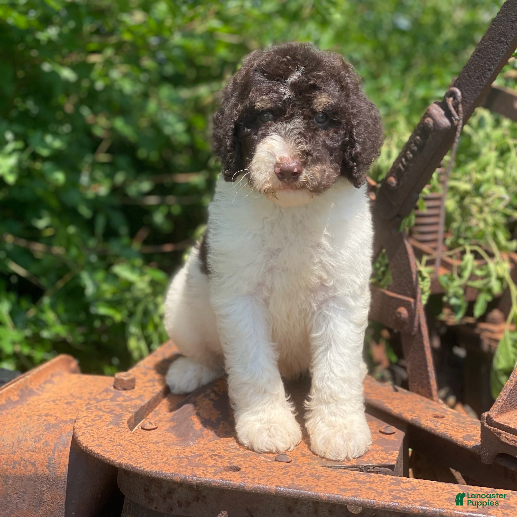 Standard Poodle dogs Milo - Ad 18