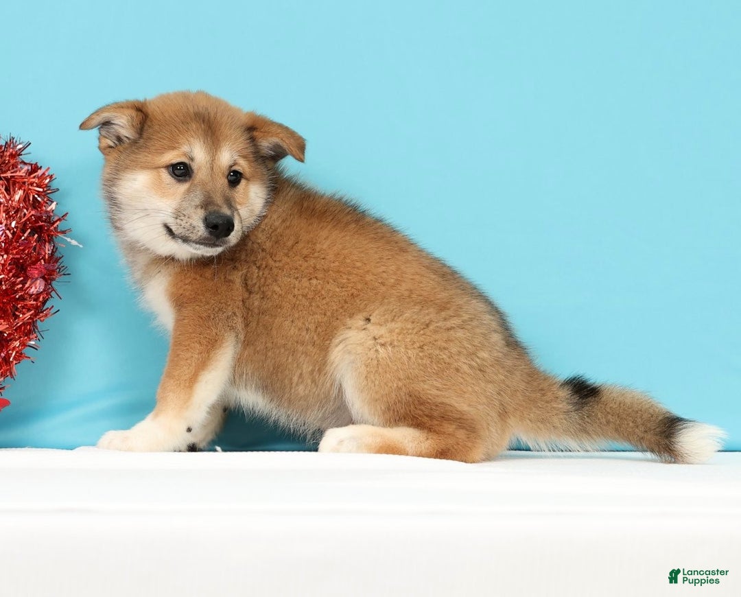 Mixed Breed dogs for sale: Jasper - Ad 6