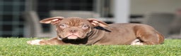 American Bully dogs for sale: American Bully Puppy 1 - Ad 2