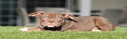 American Bully dogs for sale: American Bully Puppy 1 - Ad 2