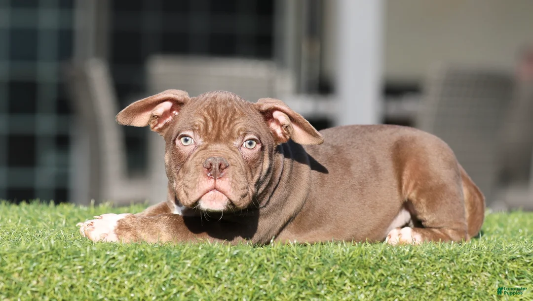 American Bully dogs for sale: American Bully Puppy 1 - Ad 2